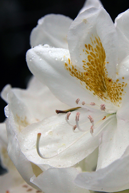 Rhododendron Park Wiefelstede