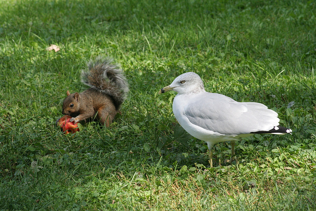 the squirrel and the gull