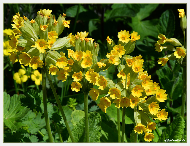 Sweet Primrose - Primula Odorosa