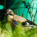 20210625 1097CPw [D~LIP] Eichelhäher, Bad Salzuflen
