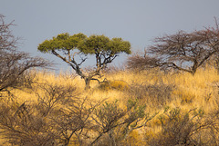 Namibia-0844