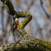 Nuthatch