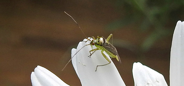 20230606 0667CPw [D~LIP] Weichwanze [w] (Closterotomus trivialis) Bad Salzuflen