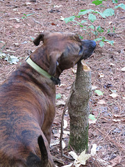 Rosie chewing on a sweet-gum stump