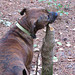 Rosie chewing on a sweet-gum stump