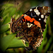 Regard de papillon.. le voilà dans toute sa beauté