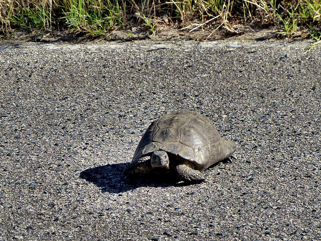 Sardinia - Turtle