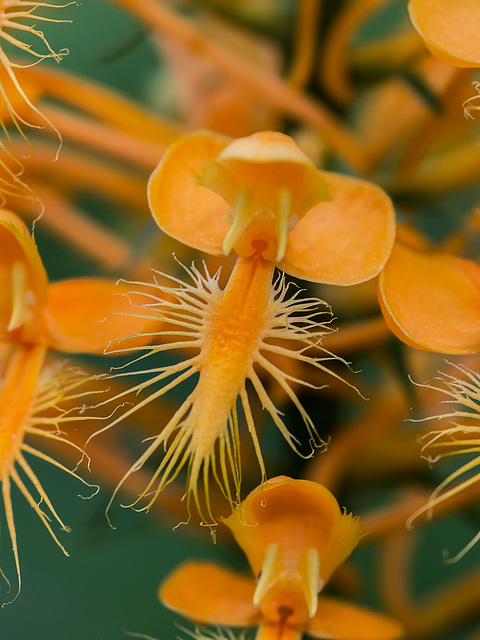 Platanthera ciliaris (Yellow Fringed orchid)