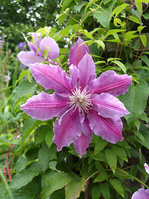 005  Waldreben sind Gartenschätze