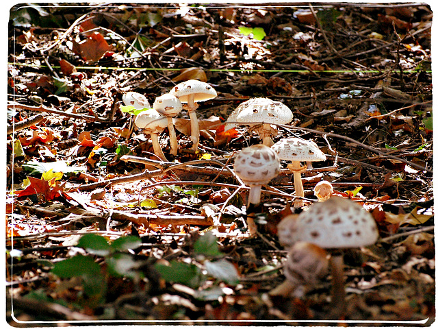 Mushrooms