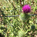 Thistle fence