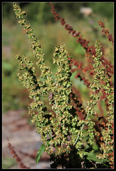 Rumex obtusifolia (8)