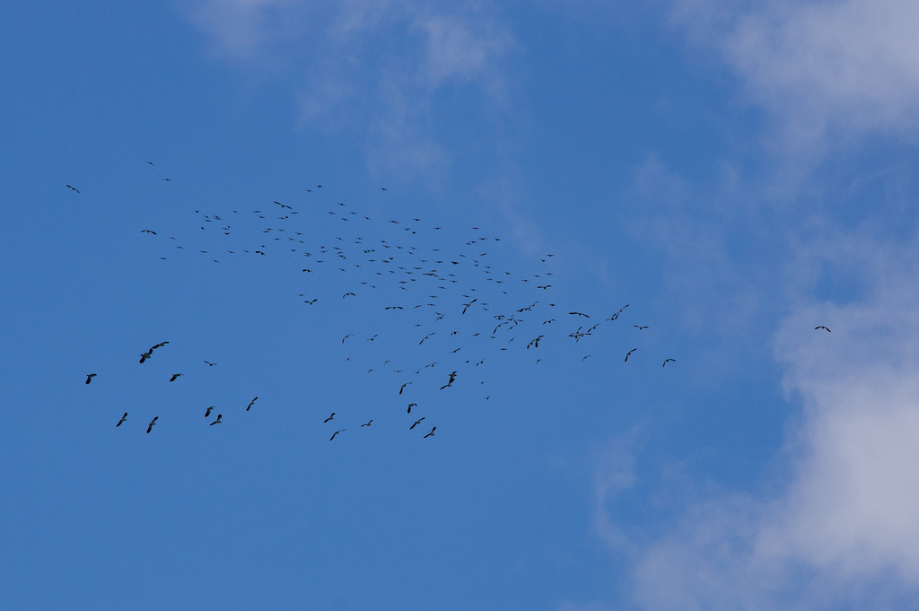 Lapwing c50 Starling c150