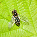 HoverflyIMG 5215