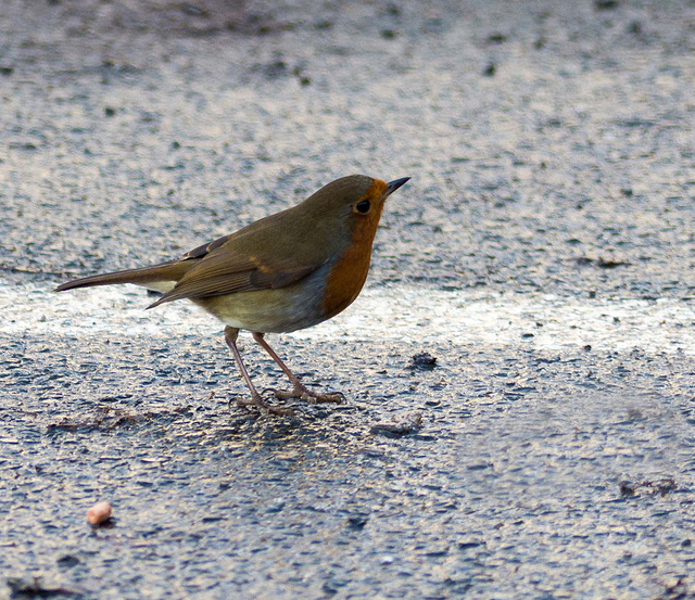 Robin seeking a nut..