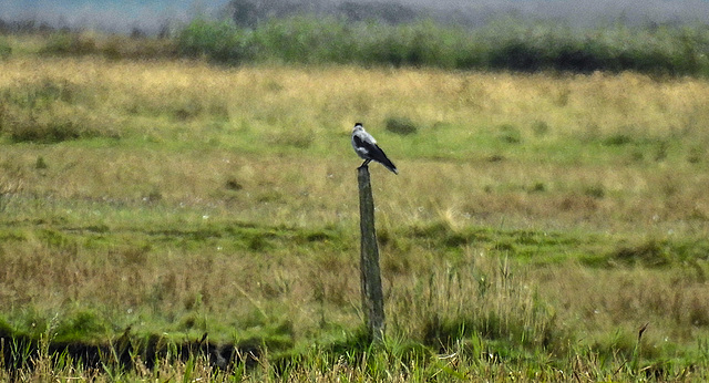 20190908 6100CPw [D~NVP] Nebelkrähe (Corvus cornix), Zingst