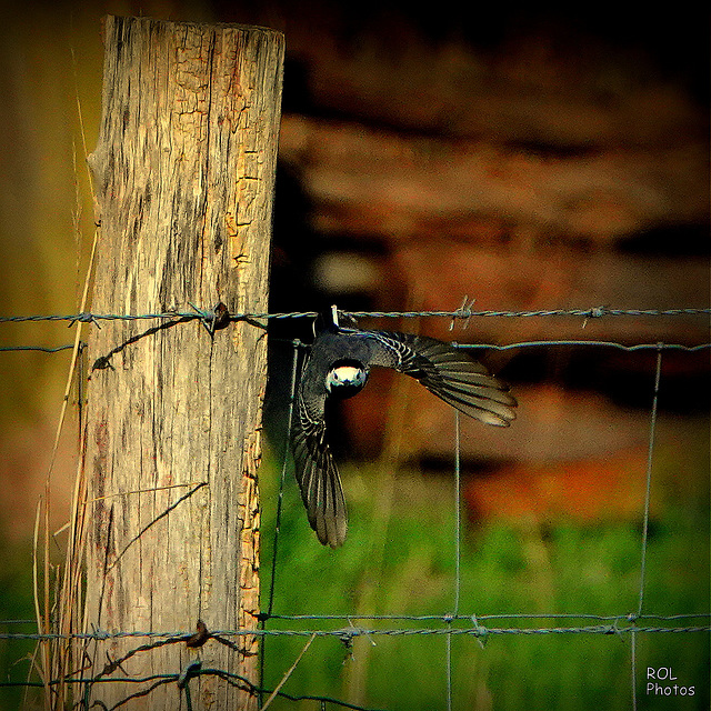 Libre...! HFF et Joyeux Printemps quand même