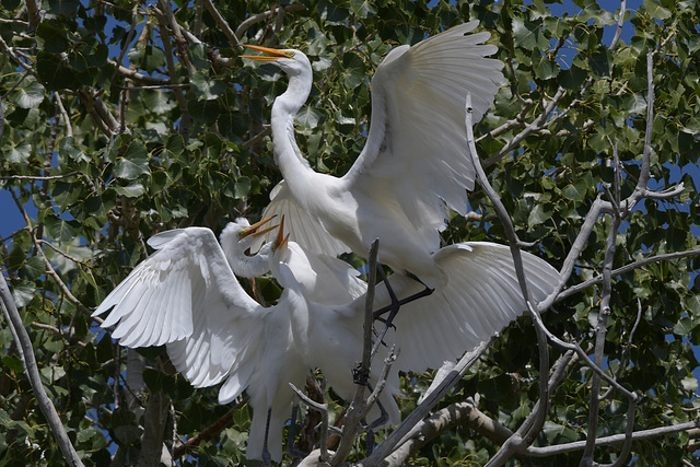 Great Egrets