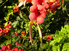 Trumpet vine