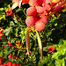 Trumpet vine