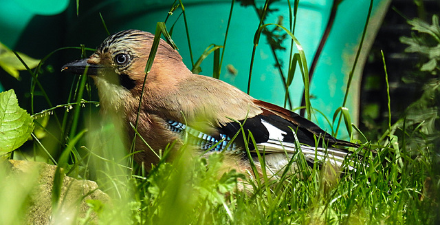 20210625 1098CPw [D~LIP] Eichelhäher, Bad Salzuflen