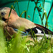 20210625 1098CPw [D~LIP] Eichelhäher, Bad Salzuflen