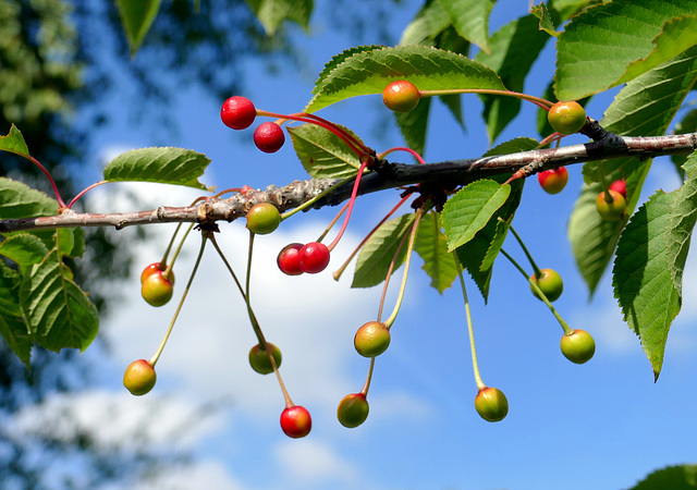 Cerises, importation directe du Japon