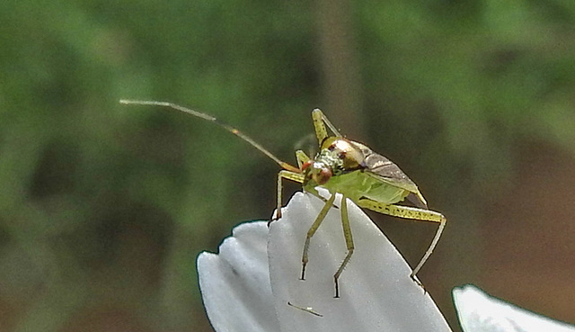 20230606 0668CPw [D~LIP] Weichwanze [w] (Closterotomus trivialis) Bad Salzuflen