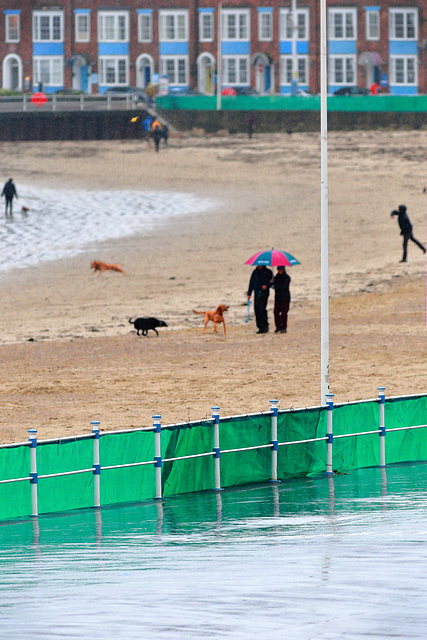 New Year’s Day — rainy and doggy New Year’s Day — rainy and doggy