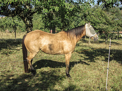 Pferd mit Sonnenbrille Pferd mit Sonnenbrille