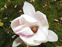 magnolia, kenwood house, london