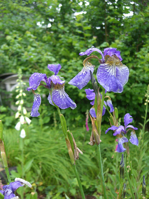 006 Sibirische Iris - Wiesenschwertlilie