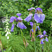 006 Sibirische Iris - Wiesenschwertlilie