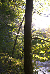 Im herbstlichen Gegenlicht