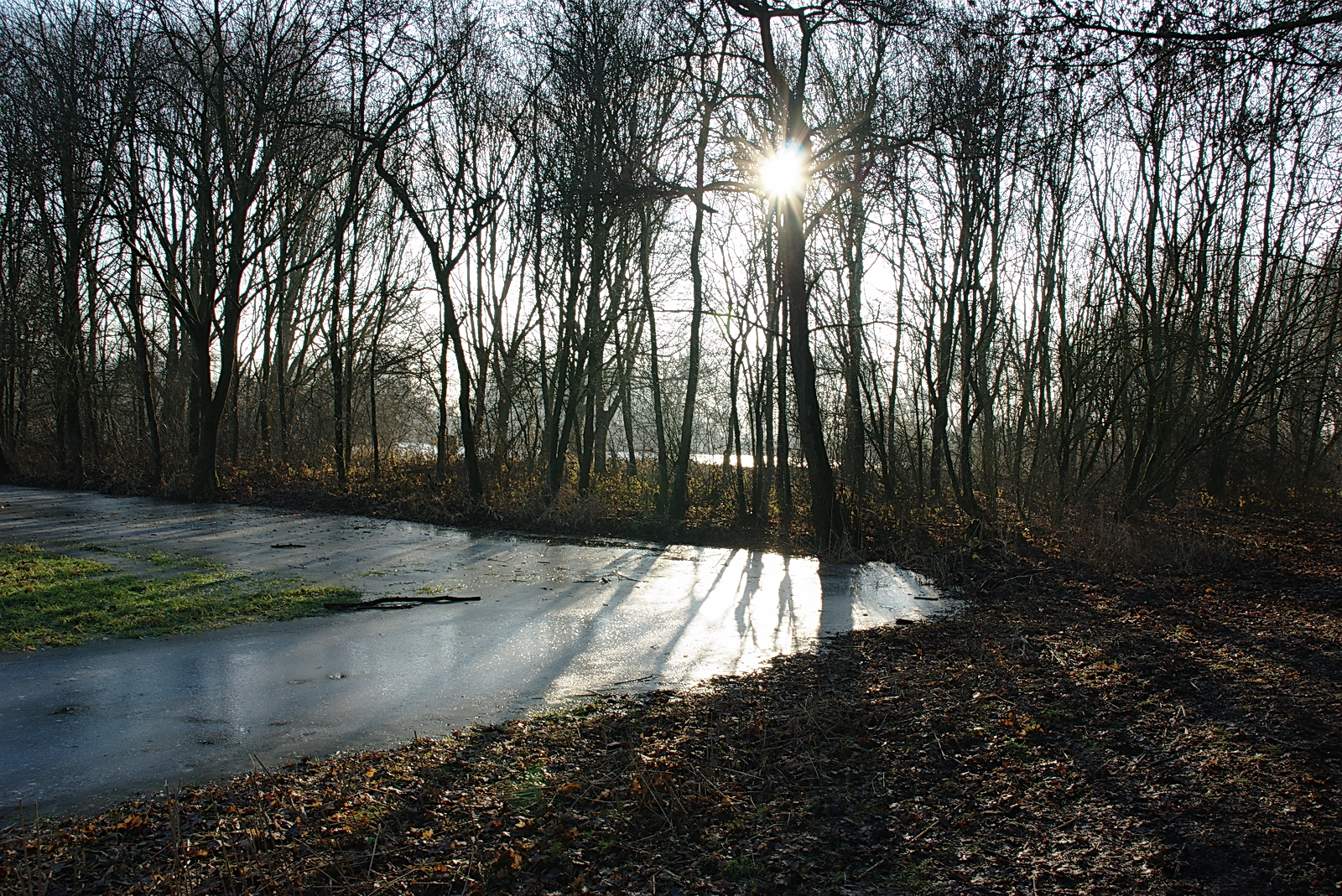 Zon door de bomen