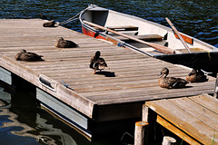 Canada Tour  Fawn Lake Resort 2 xPiP