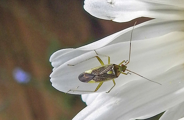 20230606 0669CPw [D~LIP] Weichwanze [w] (Closterotomus trivialis) Bad Salzuflen