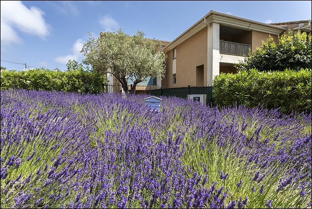 La biodiversité s'invite en ville - Biodiversität zieht in die Stadt ein - Biodiversity in the city