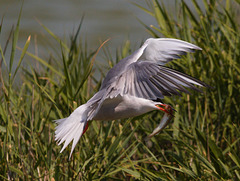 EF7A0476 Common Tern