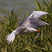 EF7A0476 Common Tern