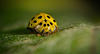 Dieser hübsche Marienkäfer hat sich ablichten lassen :)) This pretty ladybug had herself photographed :)) Cette jolie coccinelle s'était fait photographier :))