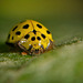 Dieser hübsche Marienkäfer hat sich ablichten lassen :)) This pretty ladybug had herself photographed :)) Cette jolie coccinelle s'était fait photographier :))