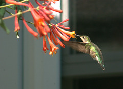 Backyard humming bird