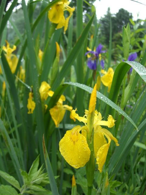 007 Iris pseudacorus Europäische Sumpfschwertlilie