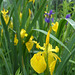 007 Iris pseudacorus Europäische Sumpfschwertlilie