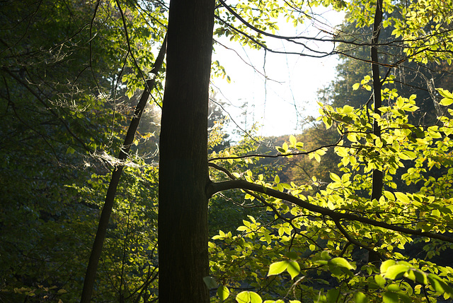 Im herbstlichen Gegenlicht