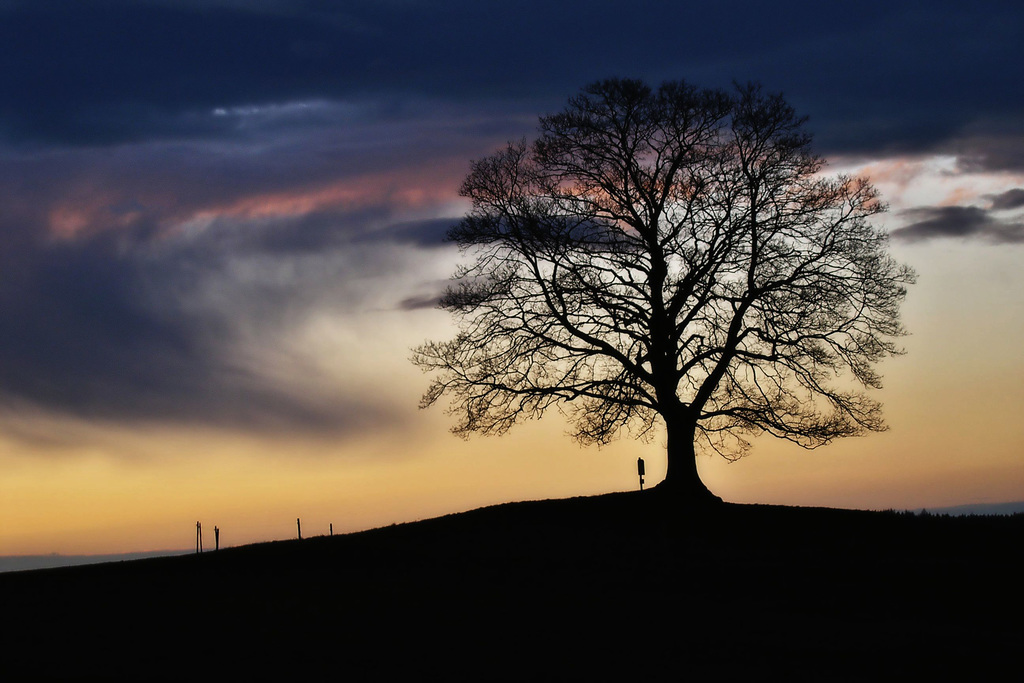 Maple tree on Galows Hill (Šibeniční, Polský vrch) near Votice