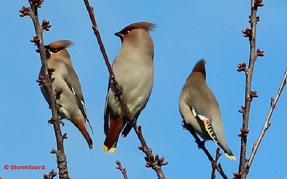 Bohemian Waxwing (Bombycilla garrulus) resting 02 M20