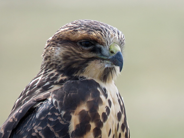 Swainson's Hawk juvenile