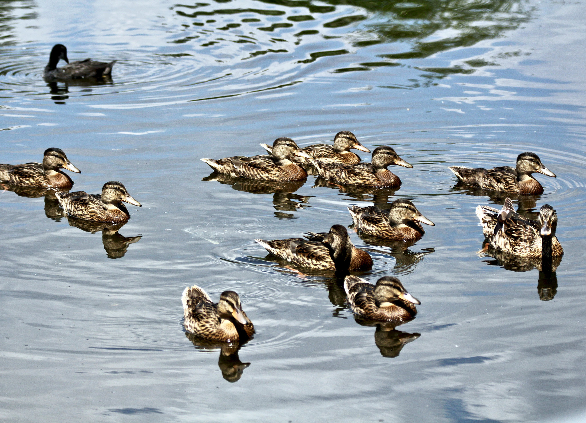 Enten